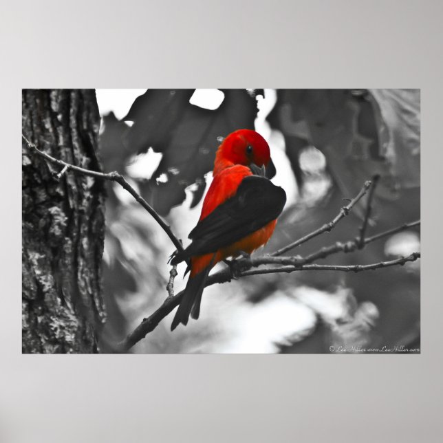 Poster Homme Scarlet Tanager (Devant)