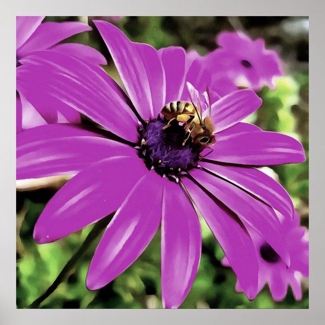 Poster Honey Bee Sur Un Daisy Africain Violet (Devant)