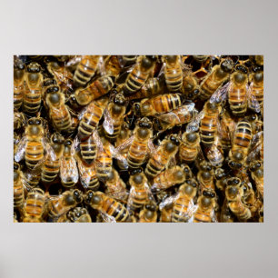 Poster Honey bees
