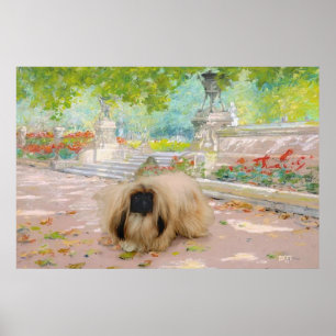 Poster Honey Pekingese