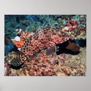 Poster Honeycomb Grouper