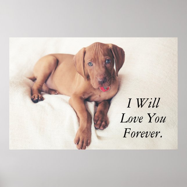 Poster Hongrois Vizsla Puppy (Devant)