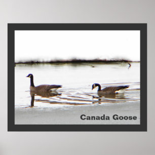Poster Honkers - Oies du Canada