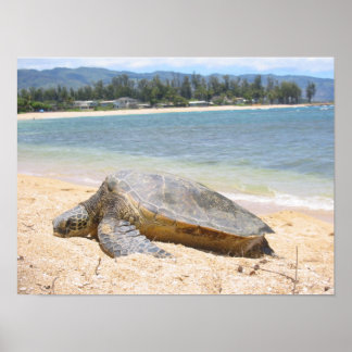 Poster Honu hawaïen