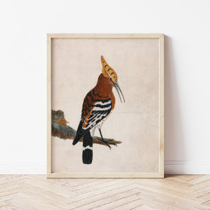 Poster Hoopoe commun   William Lewin