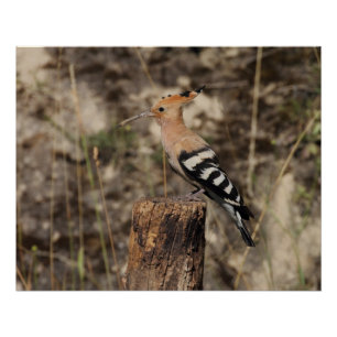Poster Hoopoe Femme Sur Le Tronc