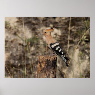 Poster Hoopoe Femme Sur Le Tronc