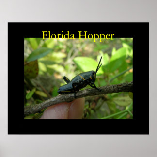 Poster Hopper FL