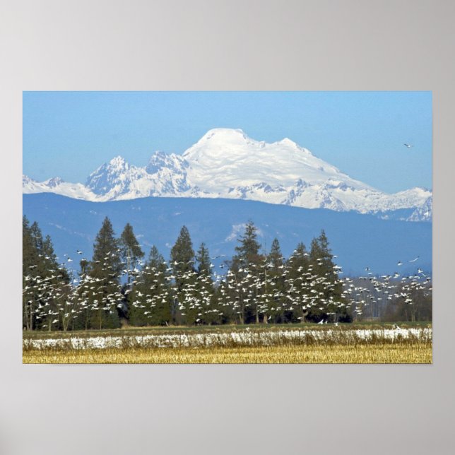 Poster horizontal : Mt. Baker avec Oie des neiges (Devant)