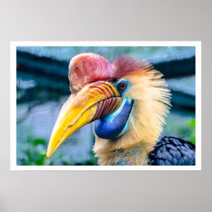 Poster Hornbill