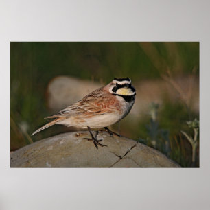 Poster Horne Lark