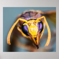 Hornet haut