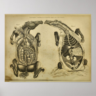 Poster Horse Anatomie interne Vintage Vétérinaire Imprime