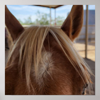 Poster Horse Bangs