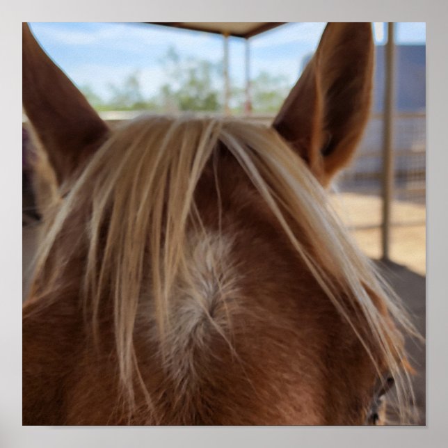 Poster Horse Bangs (Devant)