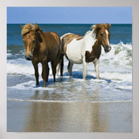 Horse Beach Canvas Imprimer
