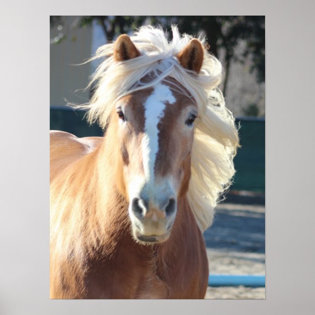 Poster Horse d'Haflinger (Devant)