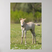 Horse foal, Hungary