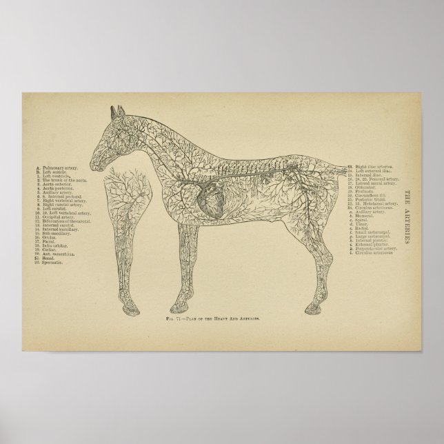 Poster Horse Heart Arteries Anatomie Vétérinaire (Devant)