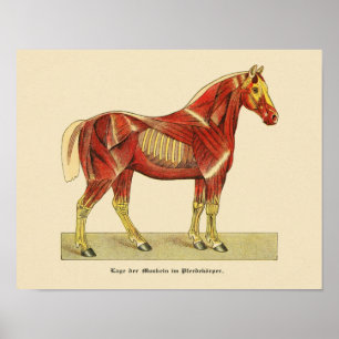 Poster Horse Muscle Anatomy Print Vintage 1917
