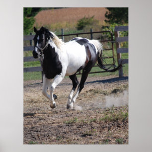 Poster Horse/Paint Pinto