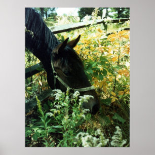 Poster Horse Portrait l