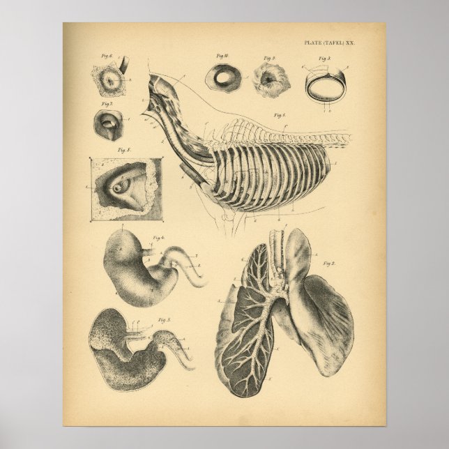 Poster Horse Poumons Anatomie de la poitrine 1908 Imprime (Devant)