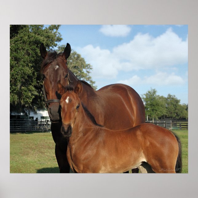 Poster Horse Royale Imprimer -24x20 -cliquez pour agrandi (Devant)