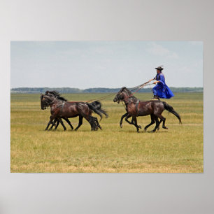 Poster Horseman hongrois et chevaux