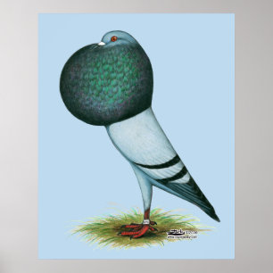 Poster Horseman Pouter Blue