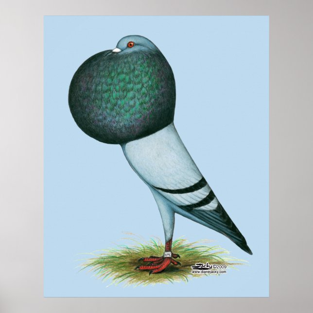 Poster Horseman Pouter Blue (Devant)