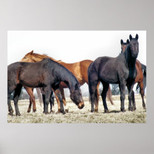 POSTER HORSES