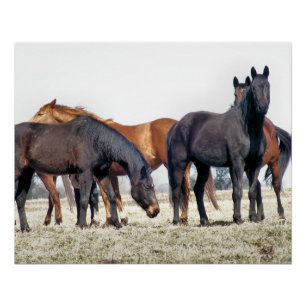 POSTER HORSES