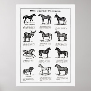 Poster Horses Breeds