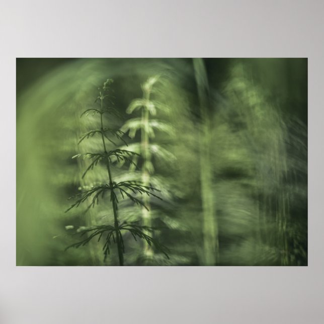 Poster Horsetail Photo design floral vert (Devant)