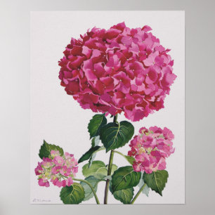 Poster Hortensia