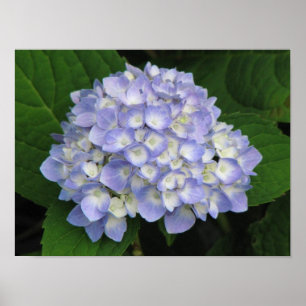Poster Hortensia