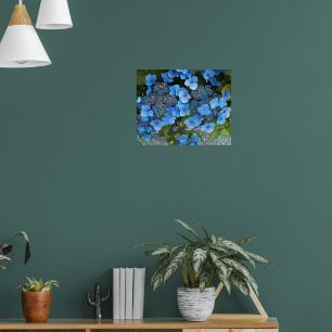 Poster Hortensia à dentelle bleue Photo florale