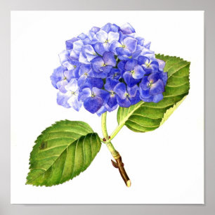 Poster Hortensia bleu