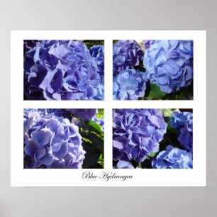 Poster hortensia bleu