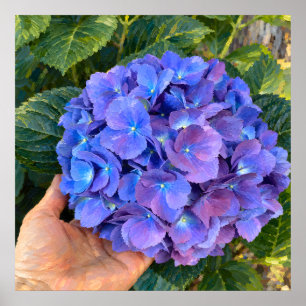 Poster Hortensia Bleu Violet Tenue dans la Main Art Botan