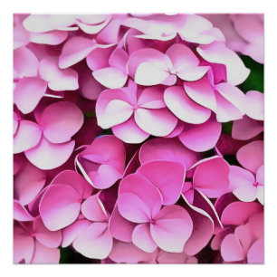 Poster Hortensia Pétales roses Abstrait artistique