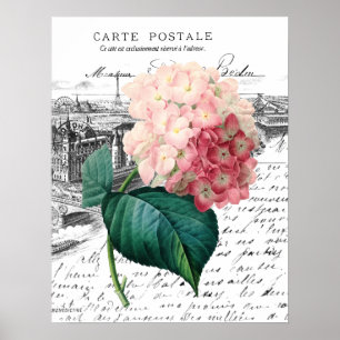 Poster Hortensia rose vintage