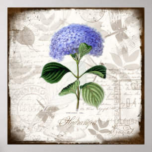 Poster Hortensia vintage
