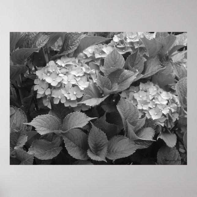 Poster Hortensias noirs et blancs (Devant)