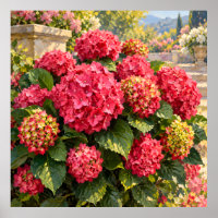 Hortensias roses éclairés par le soleil dans un ja