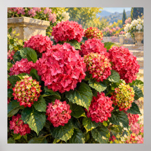 Poster Hortensias roses éclairés par le soleil dans un ja