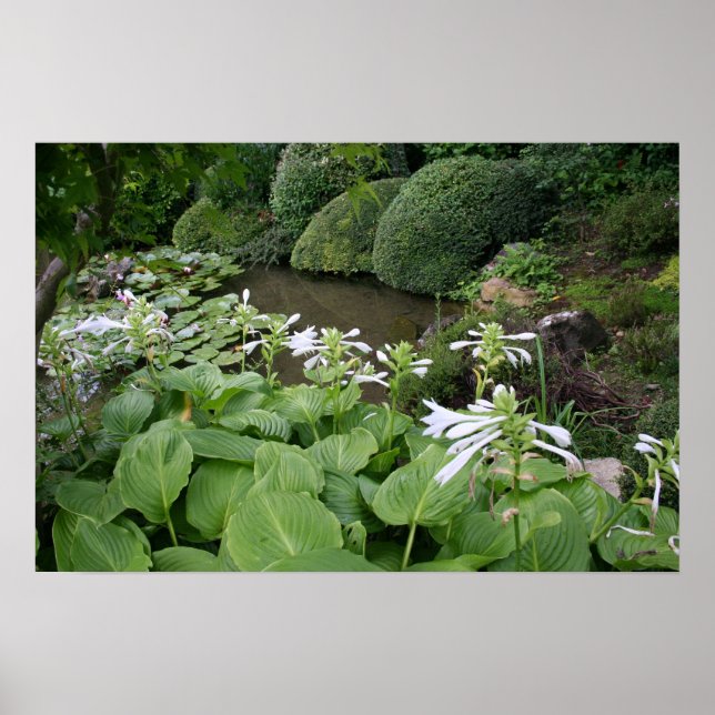 Poster Hosta dans un jardin zen 2 (Devant)