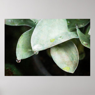 Poster Hosta mit Regentropfen
