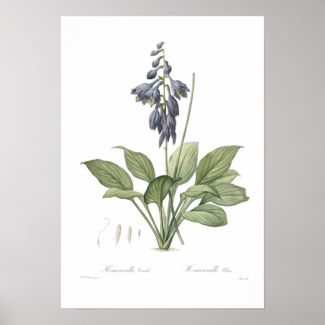 Poster Hosta ventricosa (Devant)